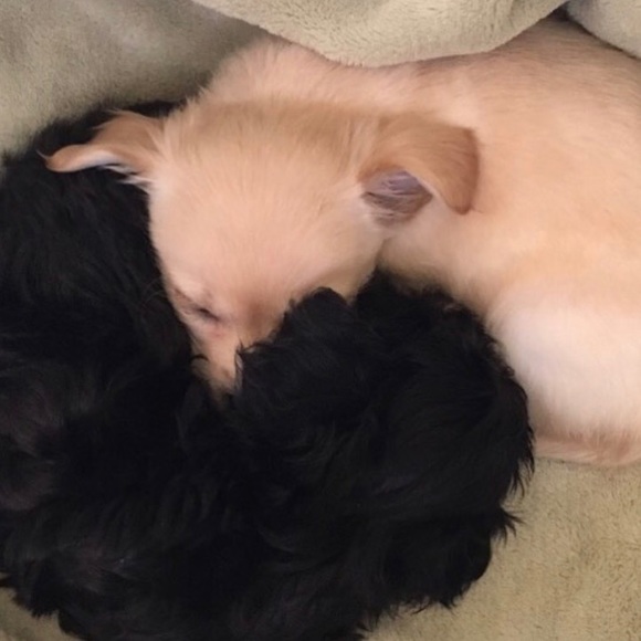 Hello 😄🐶❤️🐶 - Picture 2 of 11